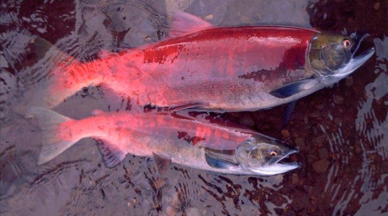 La crisis climática reduce el tamaño del salmón de Alaska, según un estudio