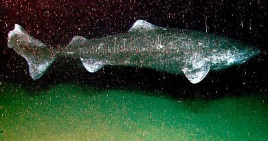 Este es el vertebrado vivo más viejo que se conoce: un tiburón que lleva casi 4 siglos nadando