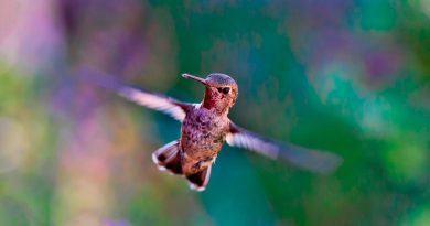Descubren cómo los colibríes consiguen atravesar cascadas
