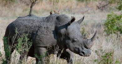 Científicos clonaran rinoceronte de Sumatra extinto en Malasia