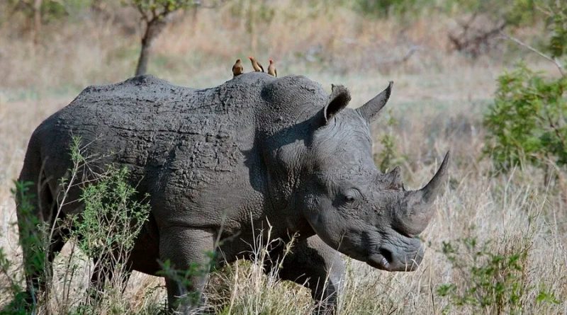 Científicos clonaran rinoceronte de Sumatra extinto en Malasia