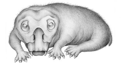 Prueba fósil de letargo en un animal antártico de 250 millones de años