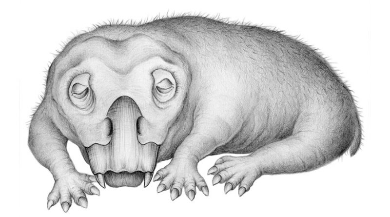 Prueba fósil de letargo en un animal antártico de 250 millones de años
