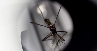 Infectar mosquitos con una bacteria: la estrategia que podría eliminar el dengue