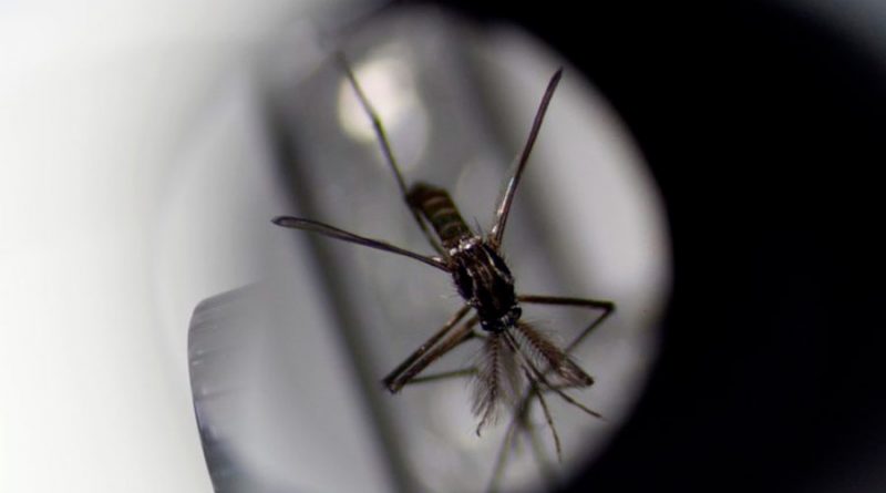 Infectar mosquitos con una bacteria: la estrategia que podría eliminar el dengue