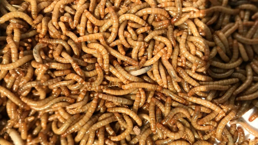 El gusano de la harina, prometedora fuente alimenticia de proteínas