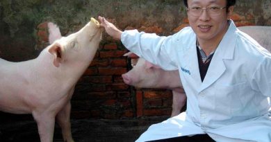Producen cerdos modificados genéticamente para trasplantes de órganos vitales a humanos