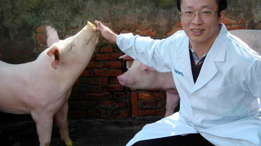 Producen cerdos modificados genéticamente para trasplantes de órganos vitales a humanos