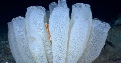 Una esponja marina contiene el secreto de las estructuras del futuro