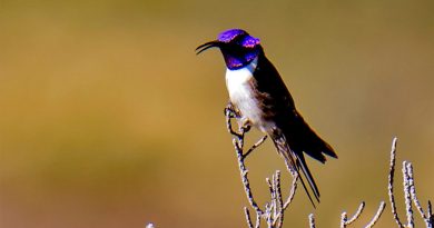 El colibrí que maravilló a la ciencia con su canto único de contratenor