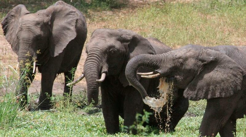 Mueren 12 elefantes en un parque de Zimbabue y aún no se sabe bien por qué