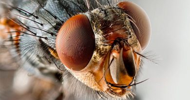 Revelados los secretos de la visión de la mosca para su vuelo único