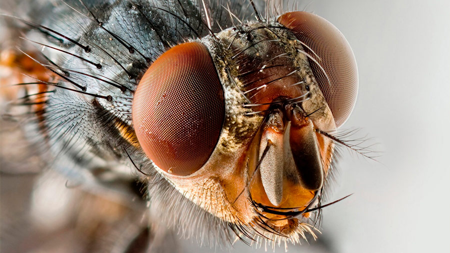 Revelados los secretos de la visión de la mosca para su vuelo único