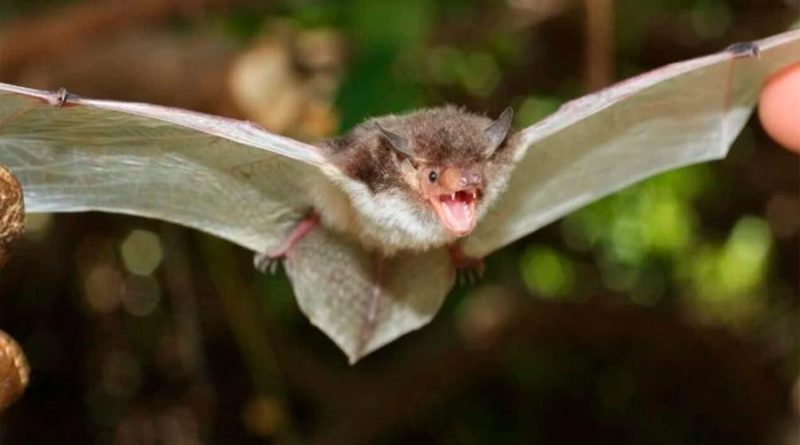 Reconocen tres nuevas especies de murciélagos: las descubren por el hueso del pene