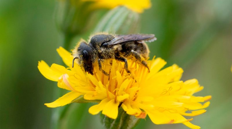 El veneno de las abejas es capaz de destruir las células agresivas del cáncer de mama