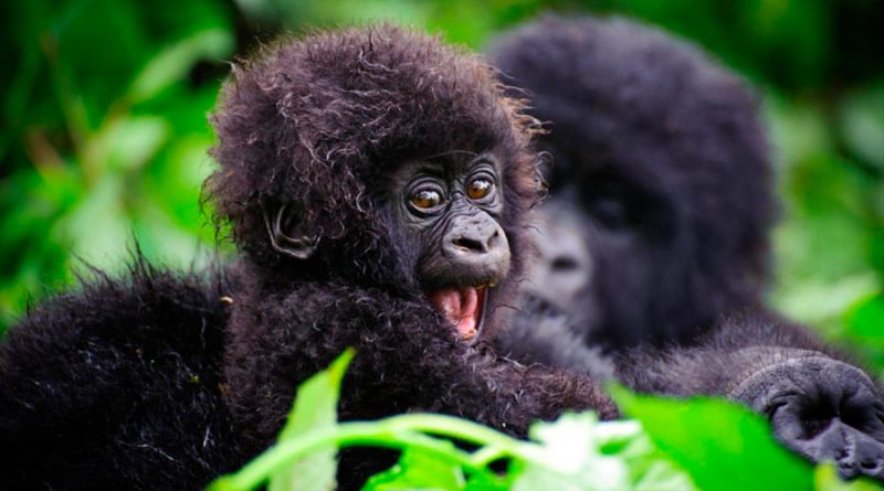 “Baby boom” de gorilas en Uganda: nacen cinco en seis semanas