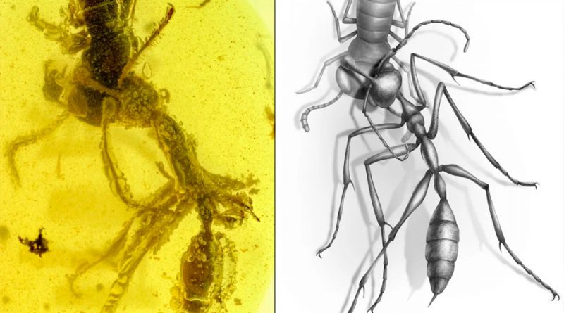 Hormiga atrapada en ámbar muestra cómo mataban a sus presas las temibles hormigas del infierno