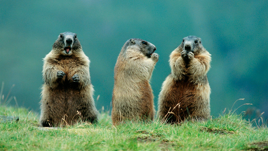 Descubren que las marmotas se comunican por dialectos
