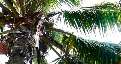 Amaran, el robot indio que trepa a los árboles para cosechar cocos