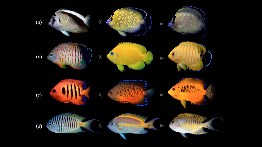 Algunos peces tropicales se están volviendo más coloridos
