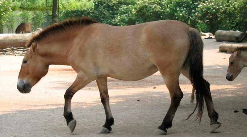 La clonación salva al heredero de los primeros caballos domesticados