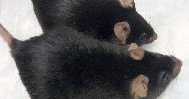 Unos roedores enviados al espacio volvieron convertidos en super ratones