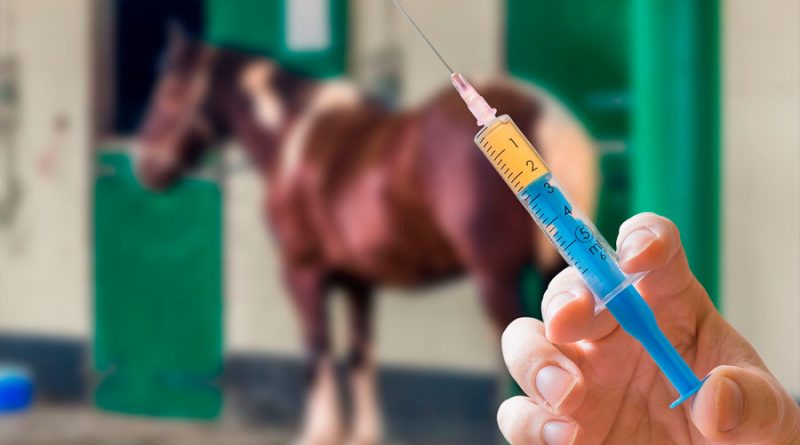 México desarrolla tratamiento que podría curar COVID-19 en 48 horas con suero de caballo