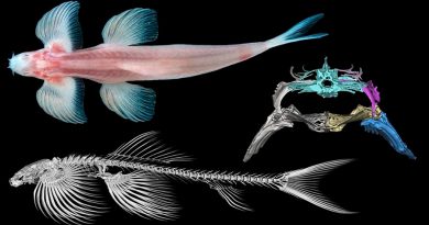 Estudio muestra que once especies de peces podrían ser capaces de caminar