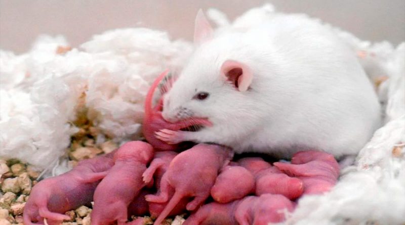 Científica descubre el instinto paternal en el cerebro de ratones