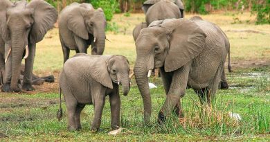Un zoológico de Polonia administrará cannabis medicinal a los elefantes para reducir su estrés