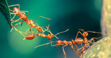 ¿Por qué las hormigas no mueren cuando caen desde muy alto, a diferencia del ser humano?