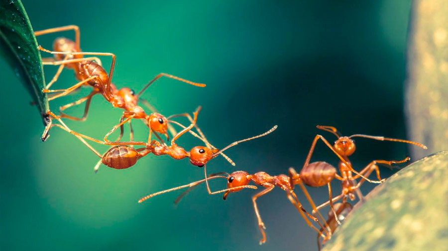 ¿Por qué las hormigas no mueren cuando caen desde muy alto, a diferencia del ser humano?