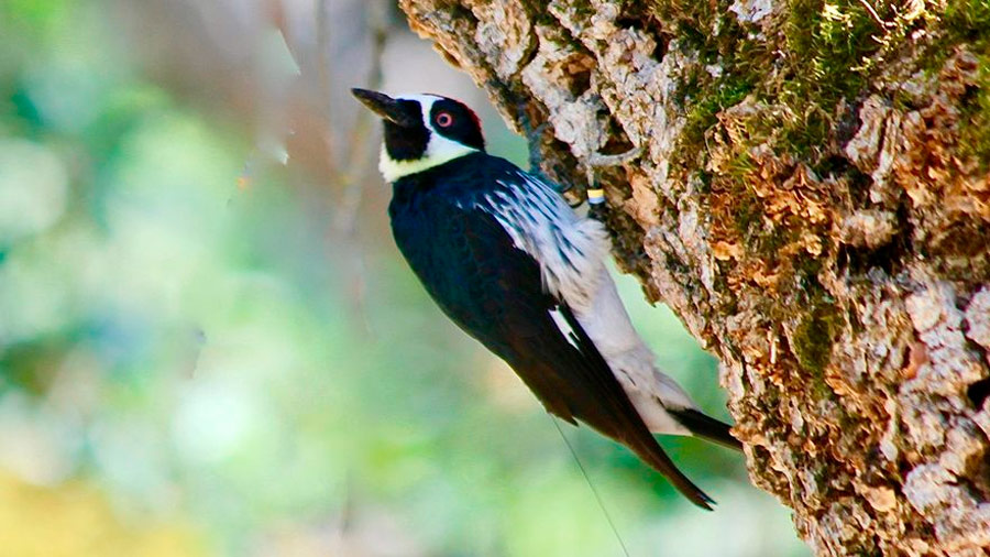 Los pájaros carpinteros van a la guerra por territorios valiosos