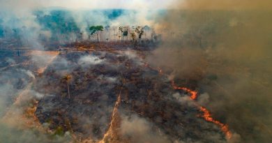 Incendio afecta un parque de Brasil con gran cantidad de jaguares