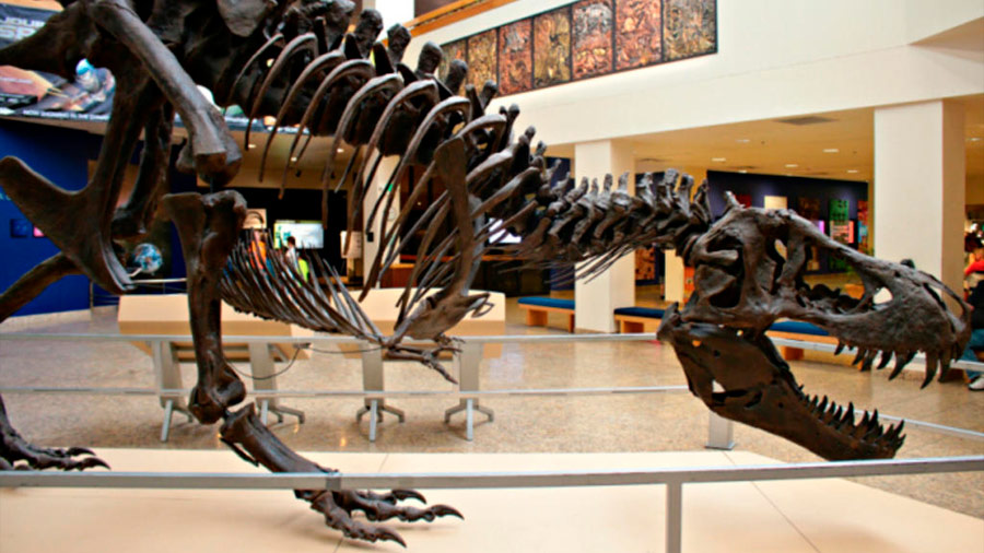 Subastarán esqueleto de T-Rex por 8 millones de dólares