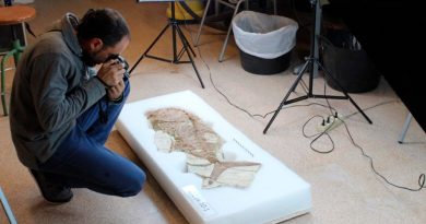 Descubierta una nueva especie de cocodrilo en los Pirineos gracias a un fósil robado de 71,5 millones de años
