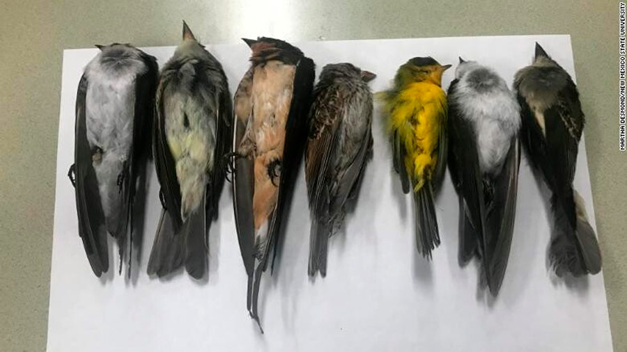 Cientos de miles de aves mueren repentinamente en Estados Unidos