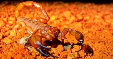 Científicos descubren que los escorpiones “se apoderan” de partes de Australia: 600 madrigueras por hectárea