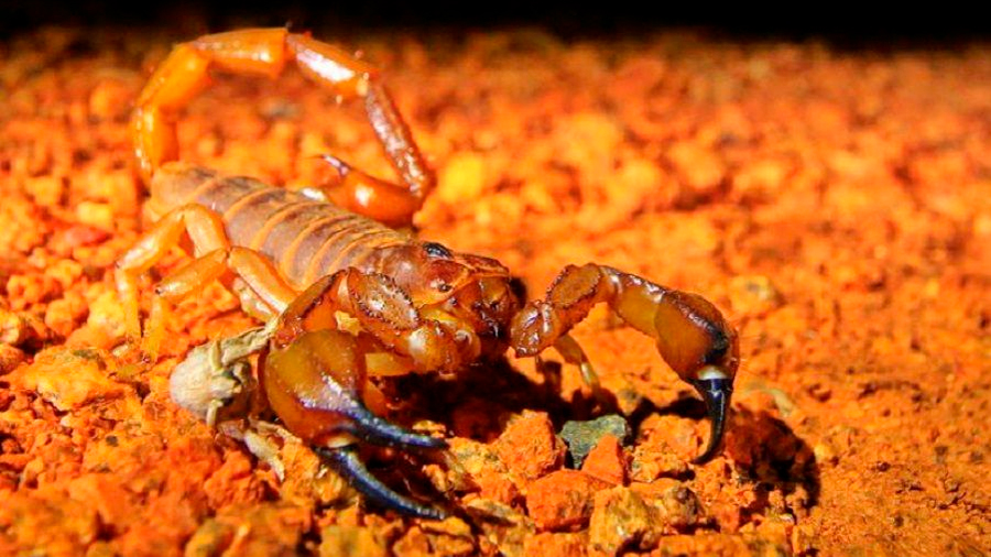 Científicos descubren que los escorpiones “se apoderan” de partes de Australia: 600 madrigueras por hectárea