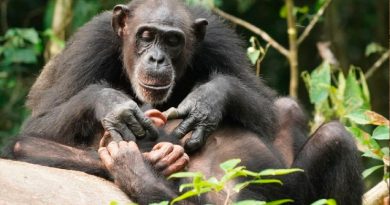 Los chimpancés también pueden sufrir de por vida si quedan huérfanos