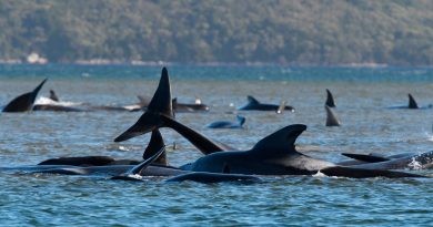 Mueren en Australia 380 ballenas varadas en una bahía