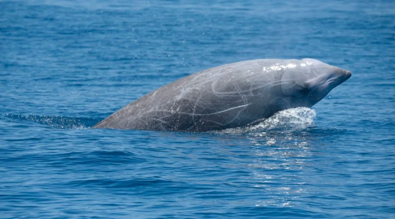 Unas ballenas picudas pulverizan todas las marcas de buceo en mamífero