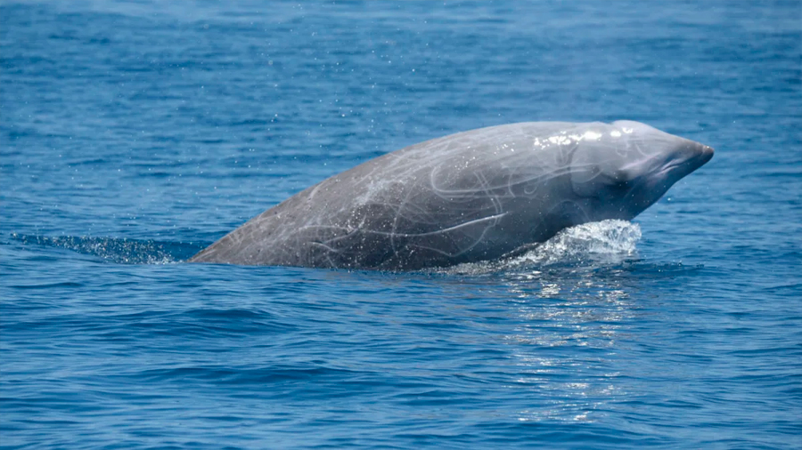 Unas ballenas picudas pulverizan todas las marcas de buceo en mamífero