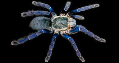 Resuelven el enigma de las arañas azules