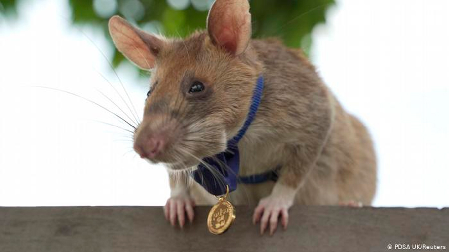 Una medalla de oro para Magawa: la rata que fue premiada por detectar minas