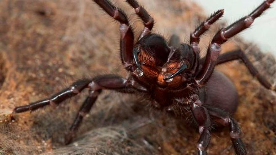 Descubren por qué esta araña es capaz de matar a un humano adulto
