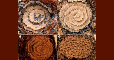 Qué patrones matemáticos siguen las abejas para fabricar sus perfectos panales