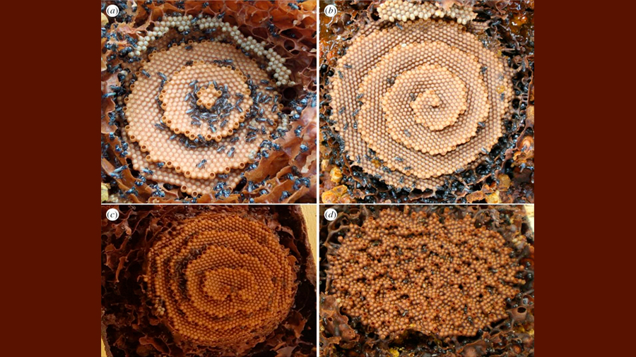 Qué patrones matemáticos siguen las abejas para fabricar sus perfectos panales