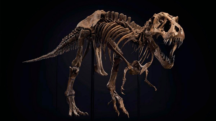 Se subasta el esqueleto completo del T-Rex más famoso del mundo, y esperan venderlo por 8 millones de euros