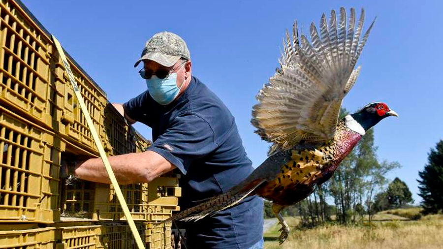 Hasta 850 mil virus desconocidos en aves y mamíferos podrían dar el salto a los humanos